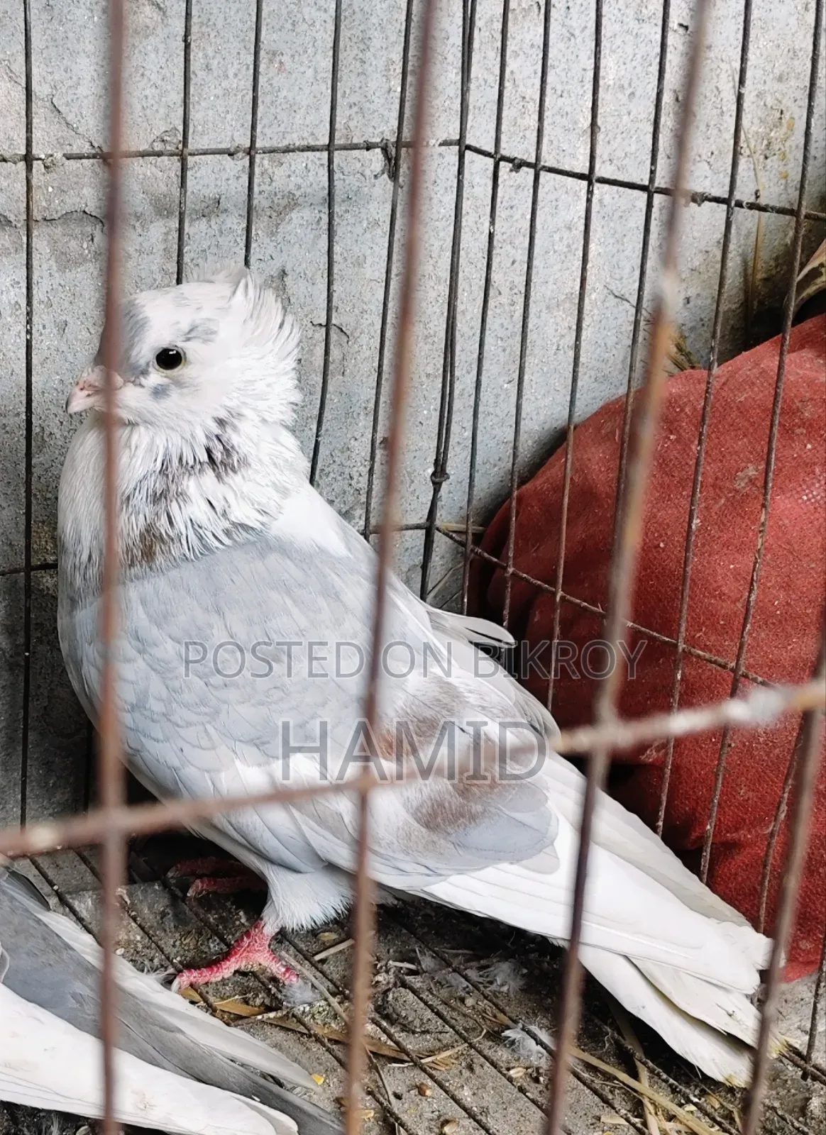 Running Male Pigeon