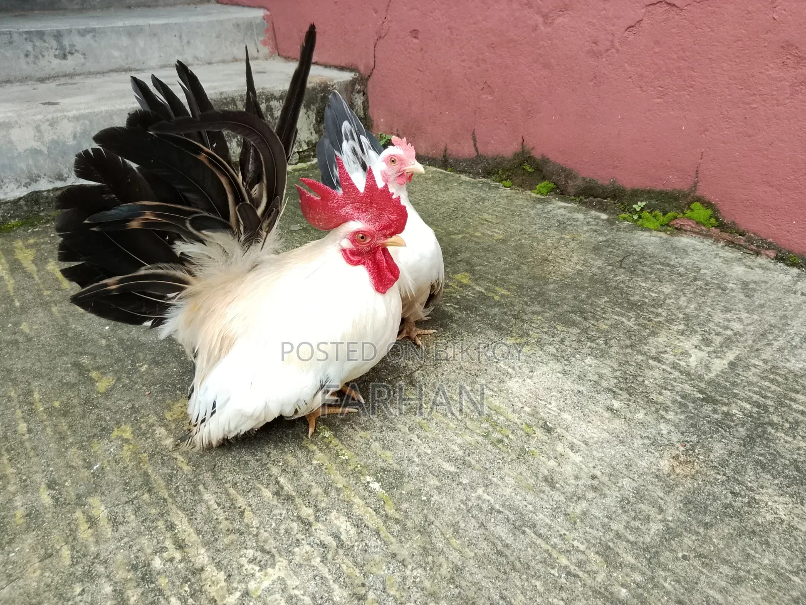 জাপানিজ ব্যান্টাম মুরগির বীজ ডিম