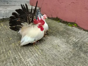 জাপানিজ ব্যান্টাম মুরগির বীজ ডিম