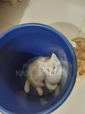 1-3 Months Male Mixed Breed Cat