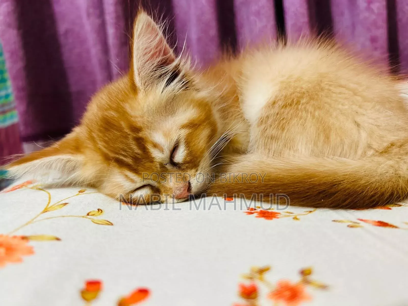 1-3 Months Male Mixed Breed Cat