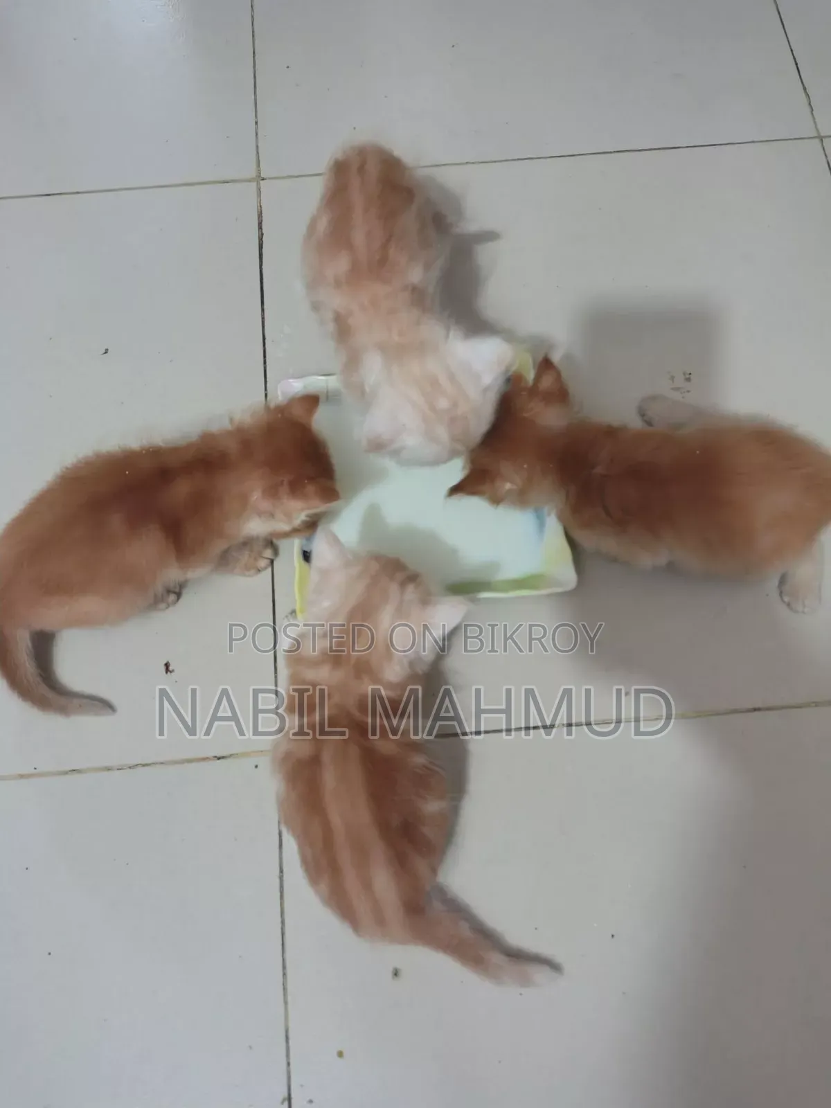 1-3 Months Male Mixed Breed Cat