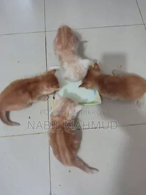 1-3 Months Male Mixed Breed Cat