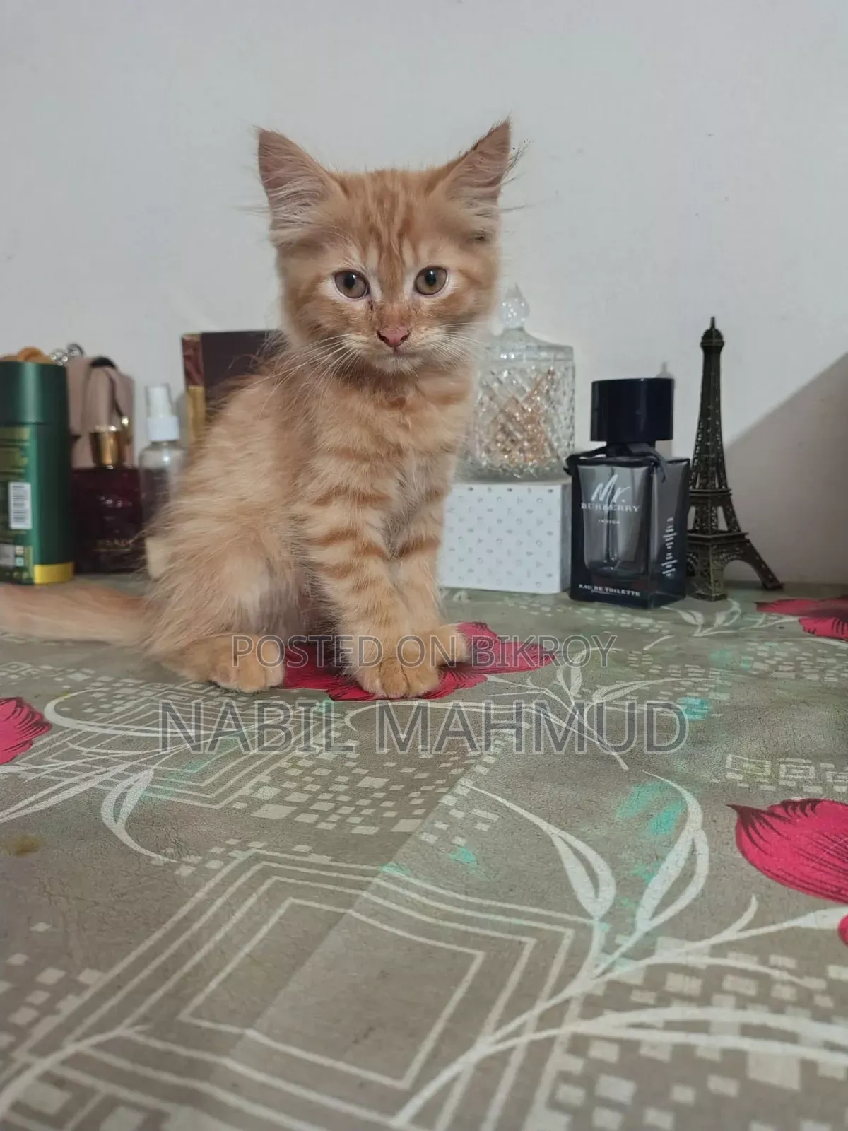 1-3 Months Male Mixed Breed Cat
