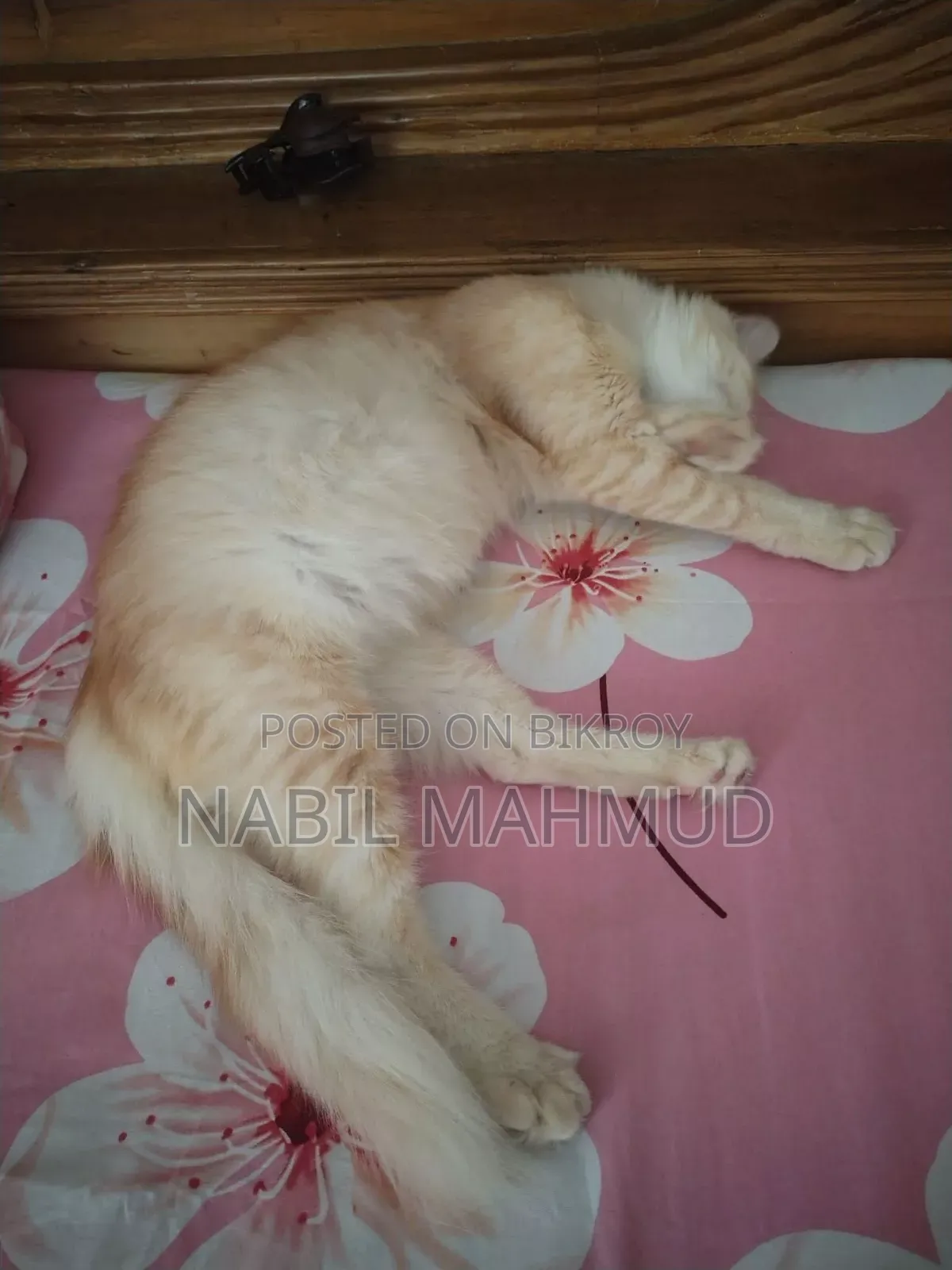 1+ Year Female Mixed Breed Cat