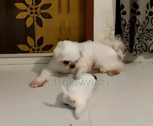 1+ Year Male Mixed Breed Shih Tzu