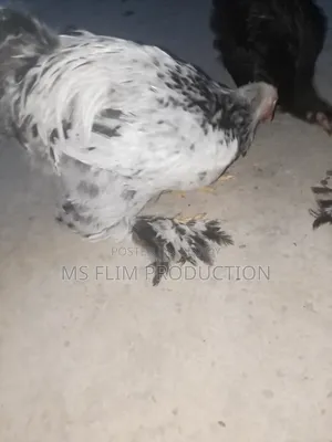 লাইট ব্রাহমা মুরগি বাচ্চা