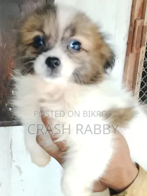 ১-৩ মাস বয়সী পুরুষ বিশুদ্ধ জাতের জাপানিজ স্পিটজ