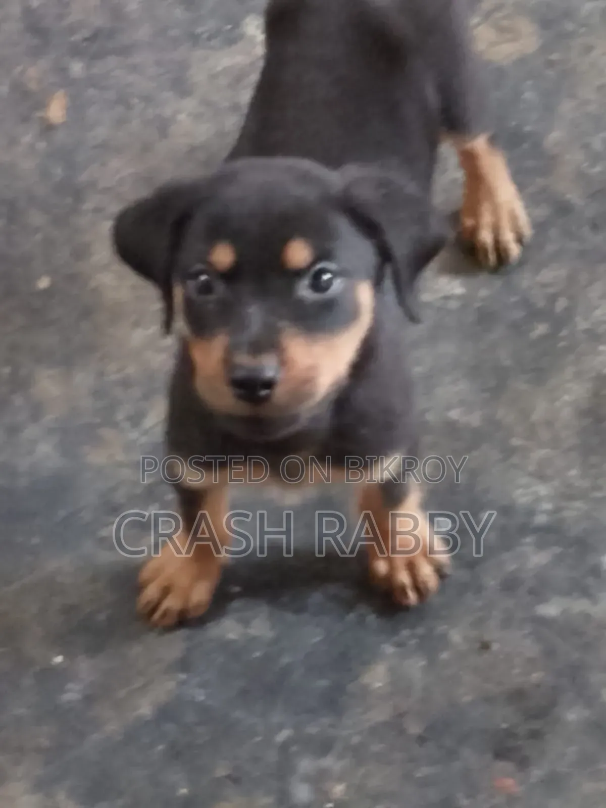 ১-৩ মাস বয়সী পুরুষ বিশুদ্ধ জাতের জাপানিজ স্পিটজ