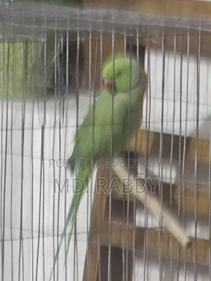 Ringneck Parrot