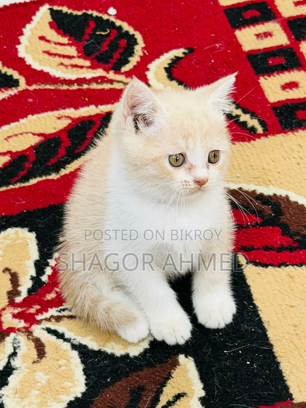 1-3 Months Female Purebred British Shorthair