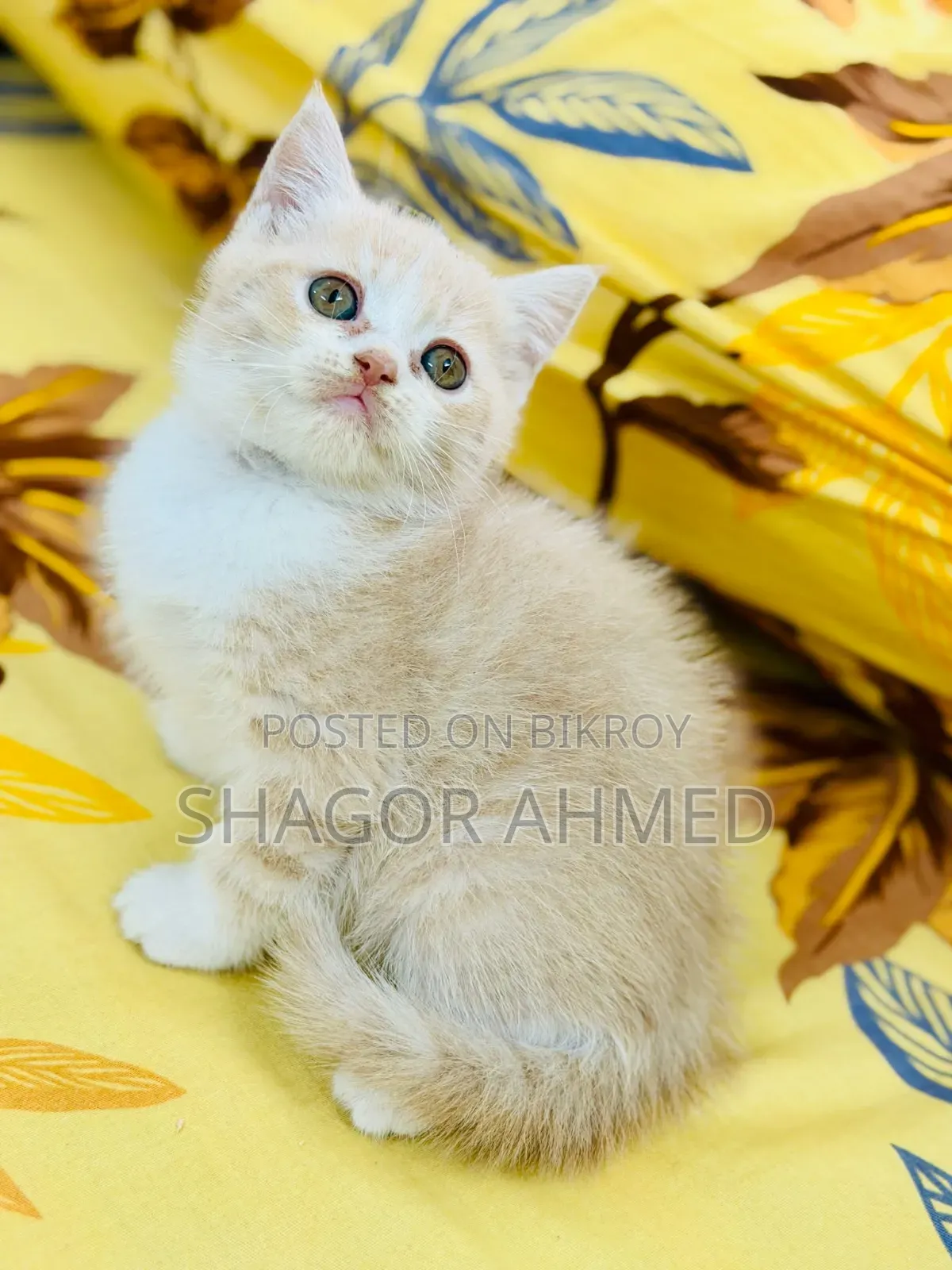 1-3 Months Female Purebred British Shorthair