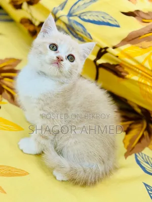 1-3 Months Female Purebred British Shorthair