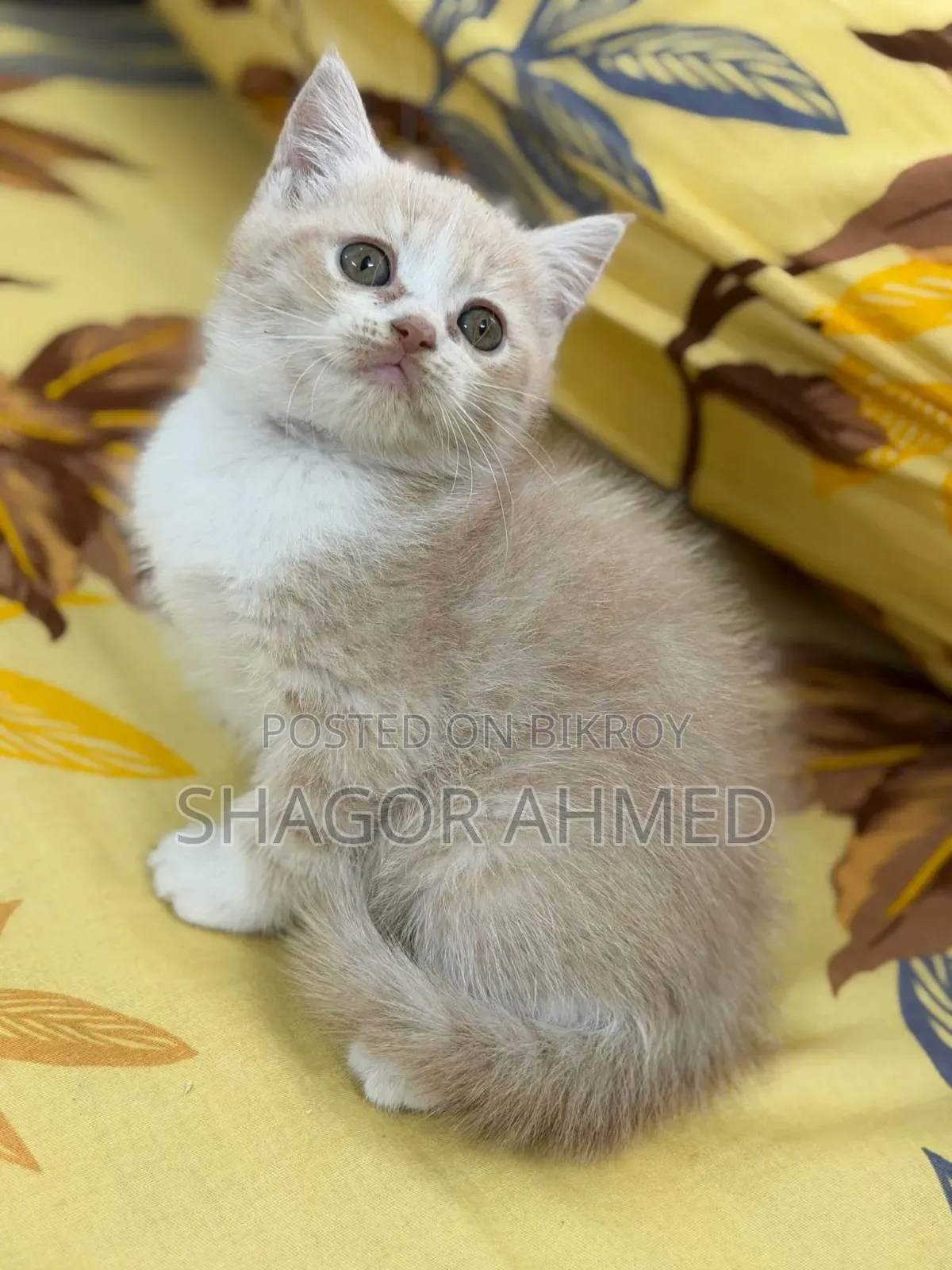 1-3 Months Female Purebred British Shorthair