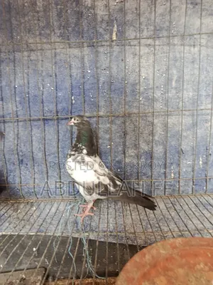 High Flyer Pigeon