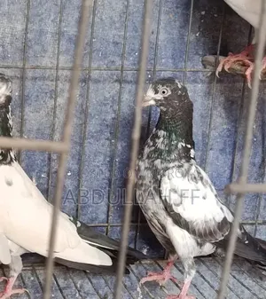 হাই ফ্লায়ার কবুতর