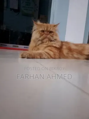 1+ Year Male Purebred Persian