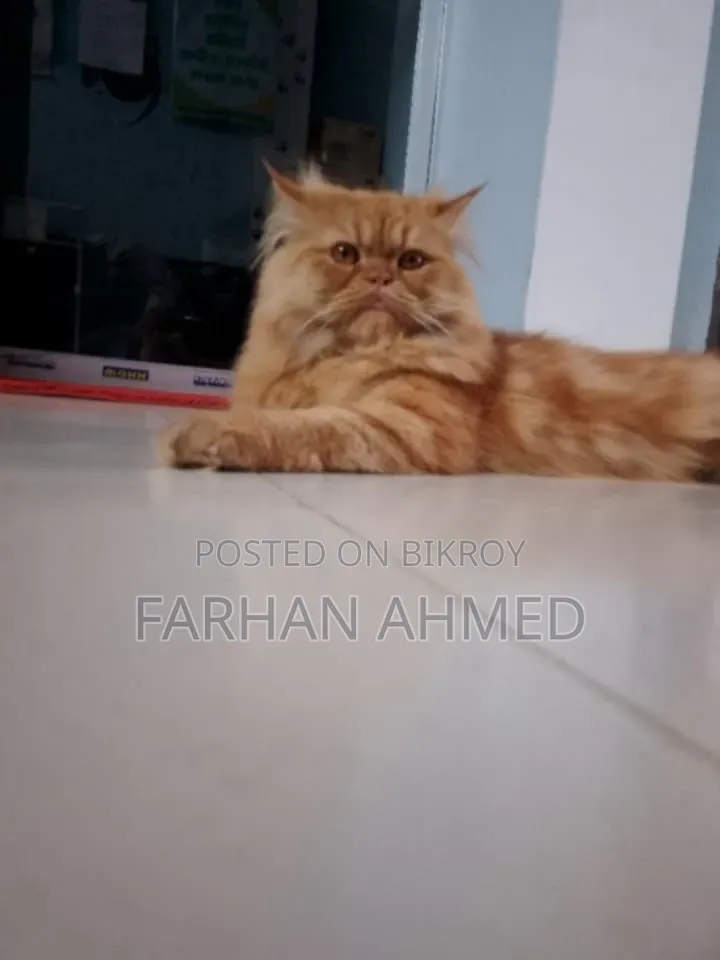 1+ Year Male Purebred Persian