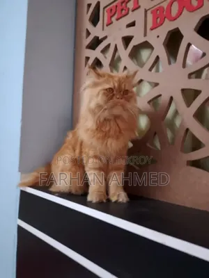 1+ Year Male Purebred Persian