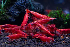 Fire Red Shrimp