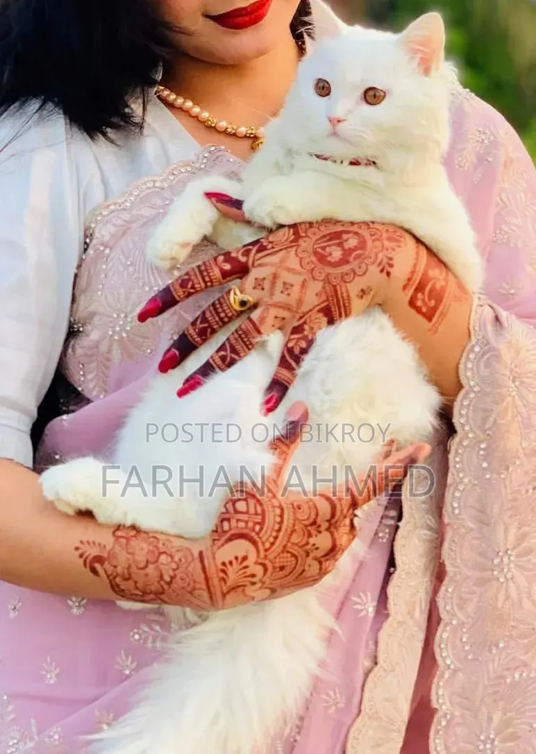 3-6 Months Female Purebred Persian