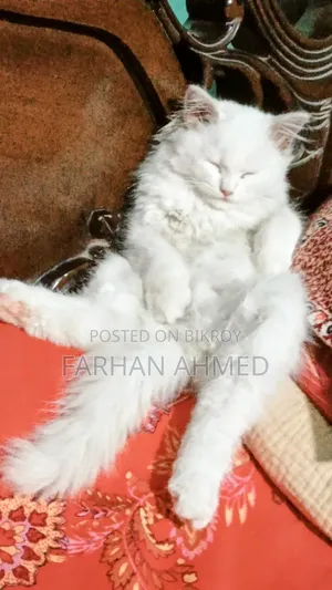 3-6 Months Female Purebred Persian