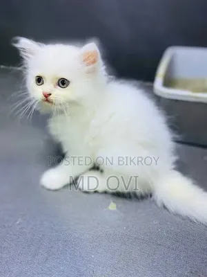 1-3 Months Female Purebred Persian
