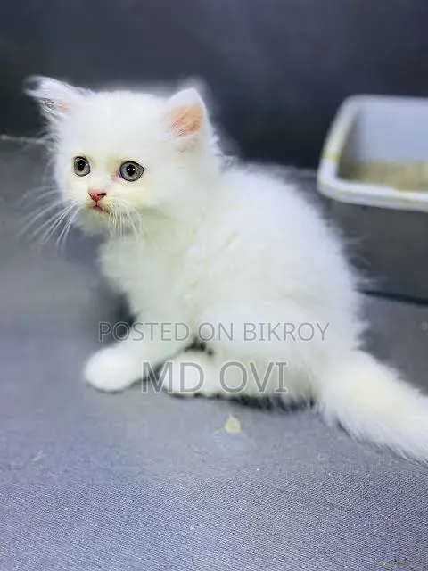1-3 Months Female Purebred Persian