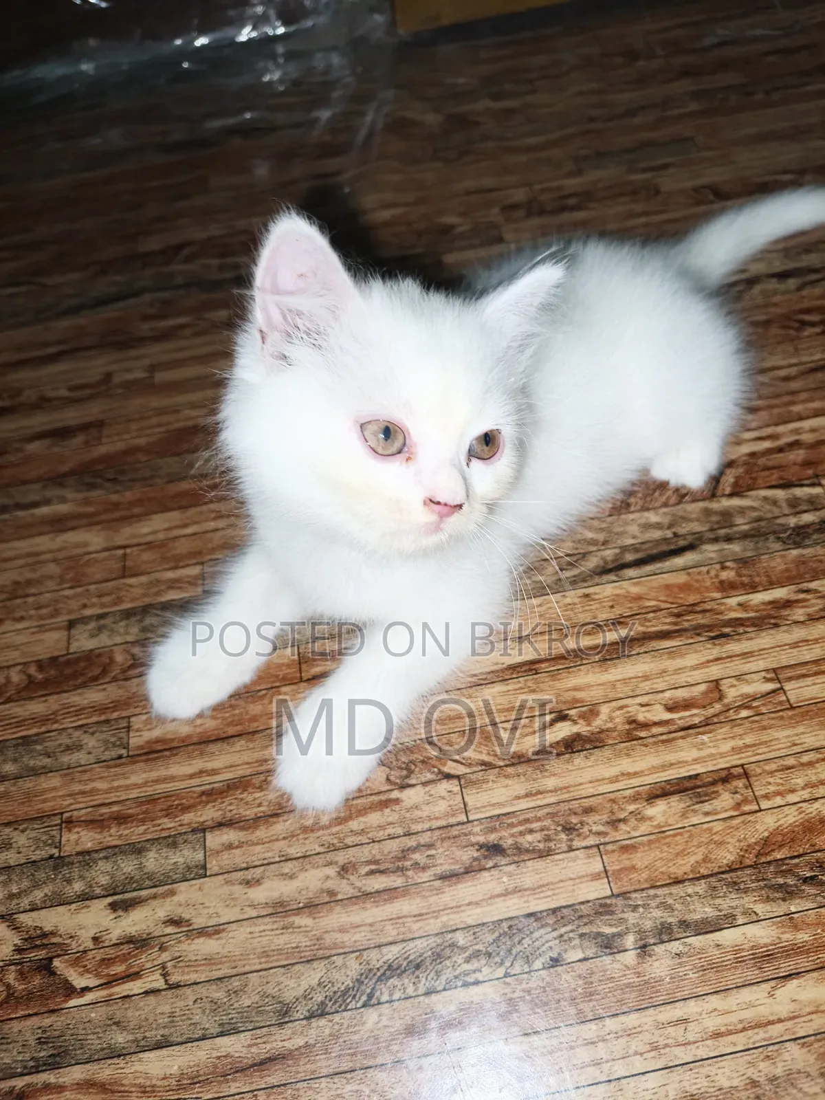 1-3 Months Female Purebred Persian