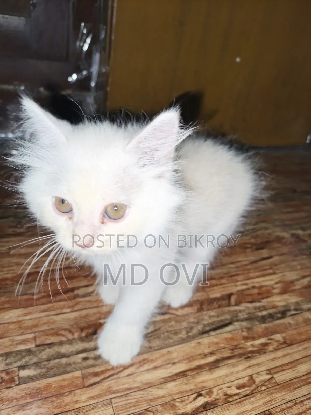 1-3 Months Female Purebred Persian