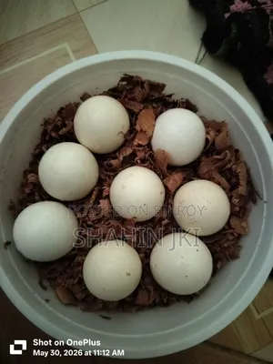 সে*ল পো*স্ট জাত :-মালয়েশিয়ান সেরেমা বিজ ডিম