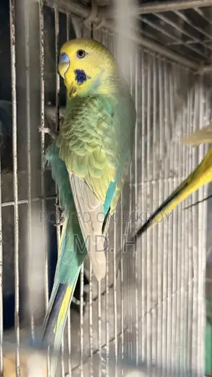 English Blood Line Jp Split Rainbow Budgies/Bazri