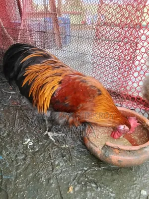 ব্রহ্মা মুরগি