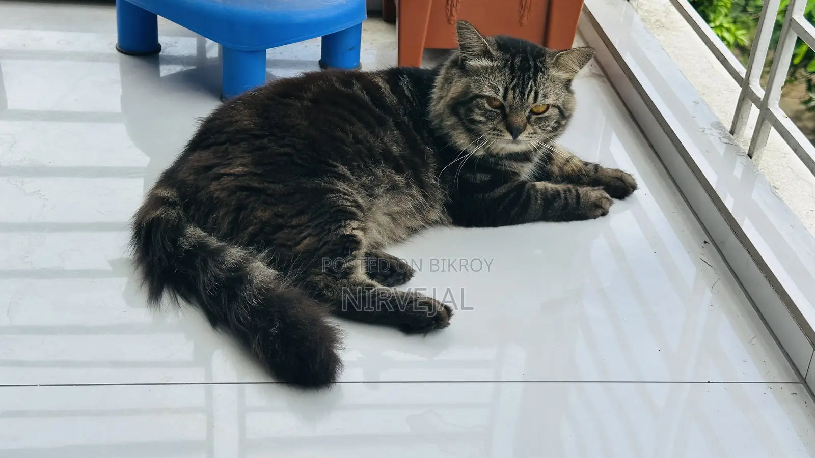 1+ Year Male Mixed Breed British Shorthair