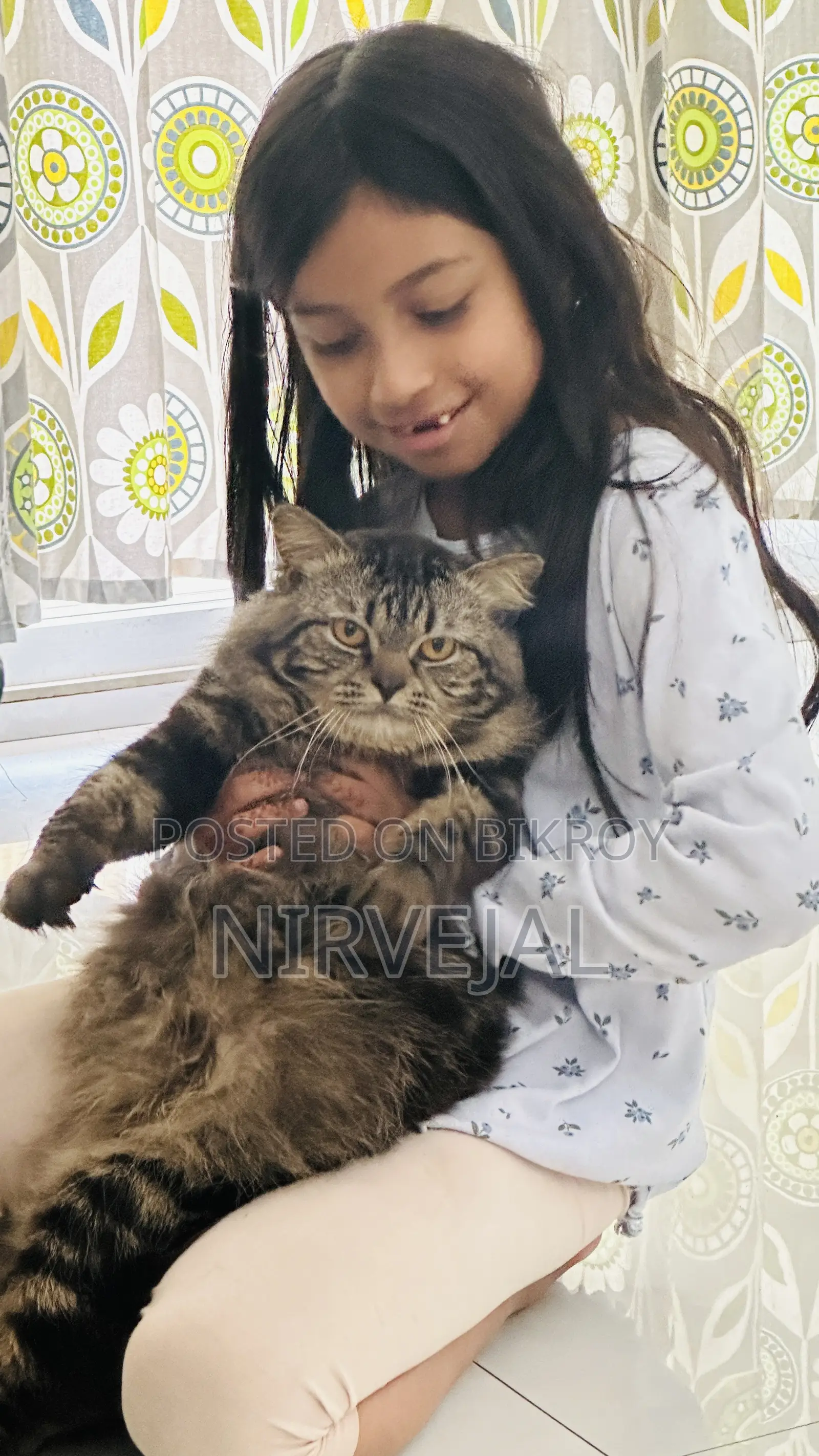 1+ Year Male Mixed Breed British Shorthair