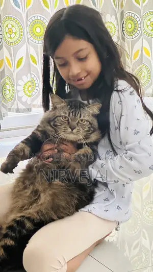 1+ Year Male Mixed Breed British Shorthair