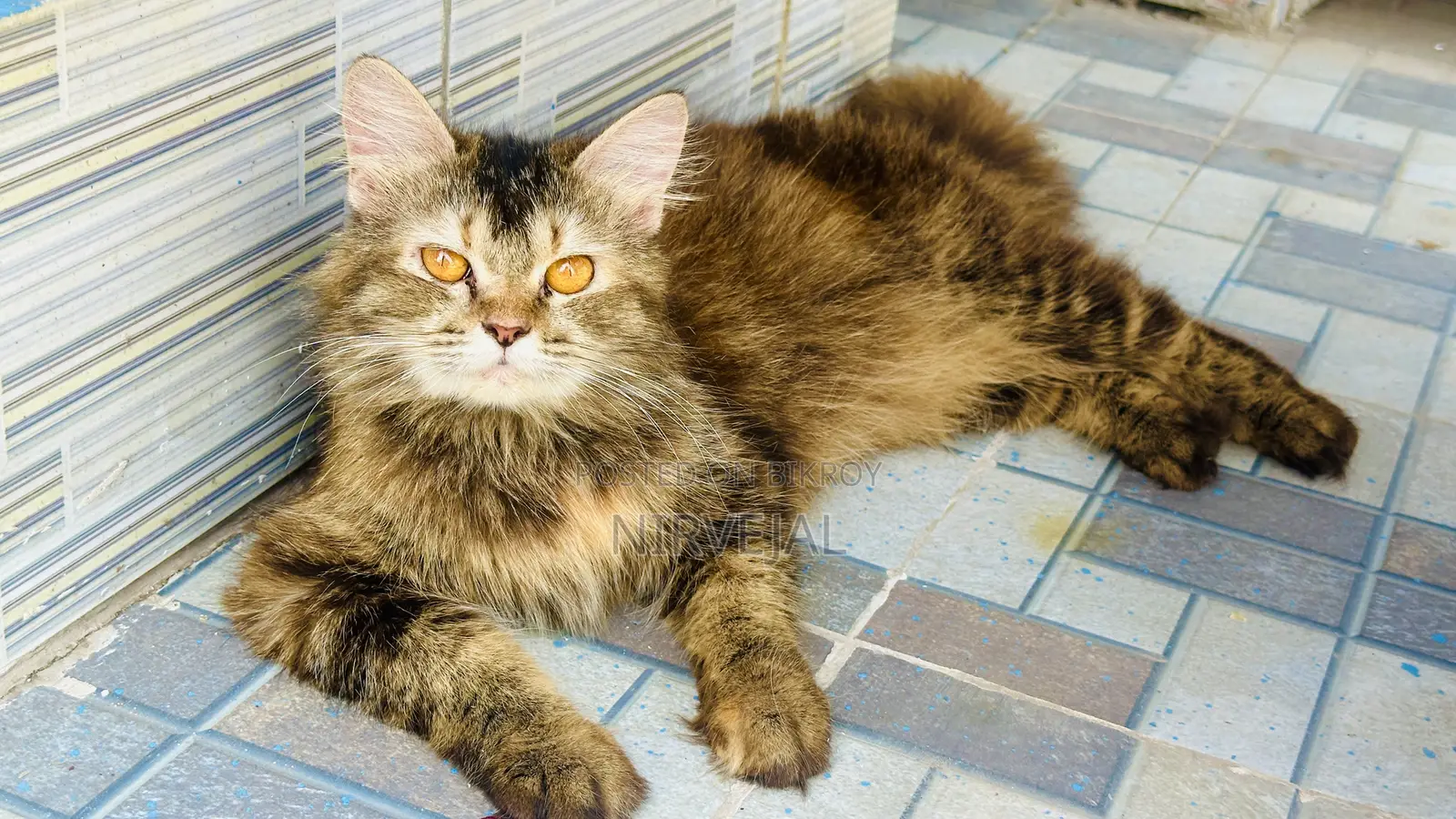 1+ Year Male Mixed Breed British Shorthair