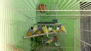 Gouldian Finch Master Pair