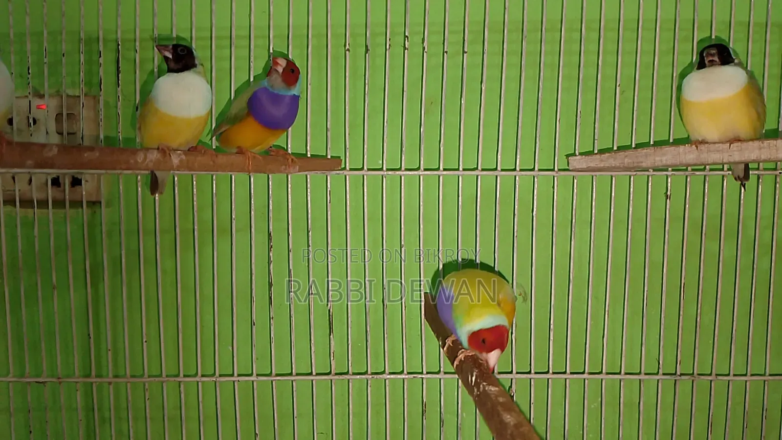 Gouldian Finch Master Pair