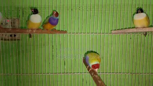 Gouldian Finch Master Pair