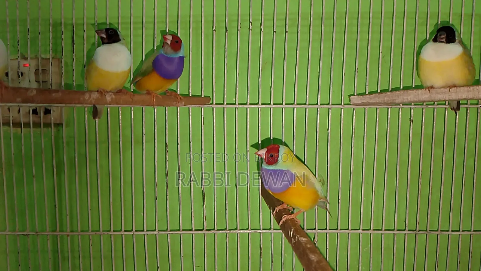 Gouldian Finch Master Pair