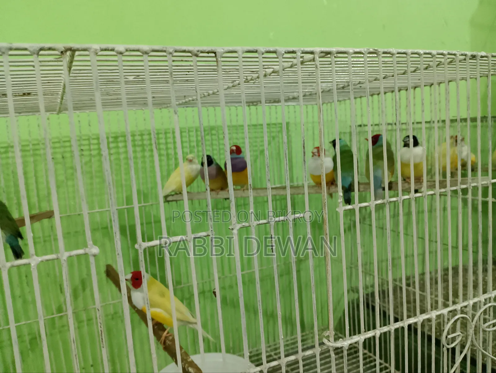 Gouldian Finch Master Pair