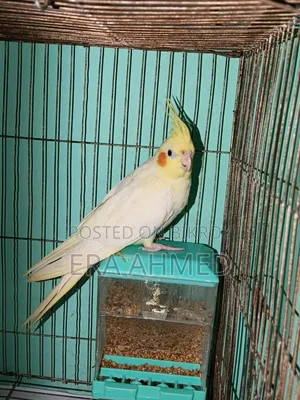 এক জোড়া রানিং ককাটেল পাখি বিক্রি হবে। লোকেশন যাত্রাবাড়ী