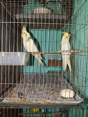 এক জোড়া রানিং ককাটেল পাখি বিক্রি হবে। লোকেশন যাত্রাবাড়ী