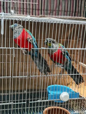 Crimson Bellied Conure Pair