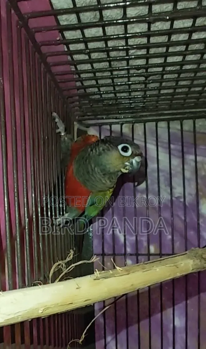 Crimson Bellied Conure Pair