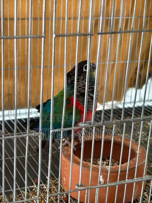 Crimson Bellied Conure Pair