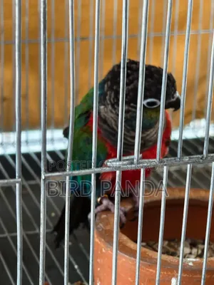 Crimson Bellied Conure Pair