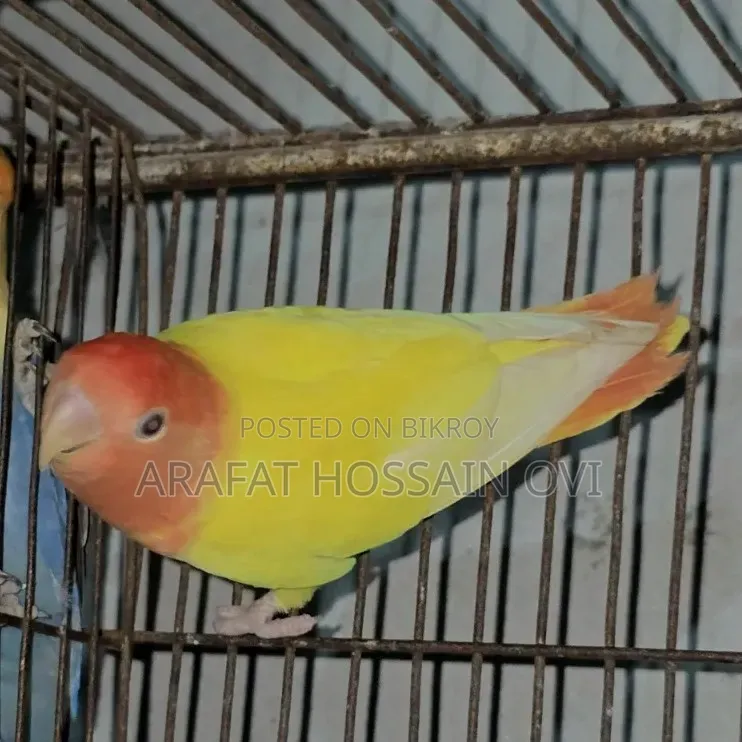 Lutino Opaline Lovebird