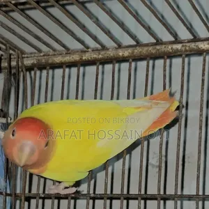Lutino Opaline Lovebird